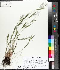 Panicum acuminatum image