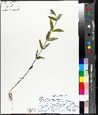 Scutellaria galericulata image