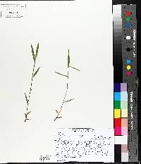 Panicum acuminatum image