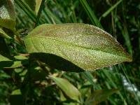 Cornus foemina image