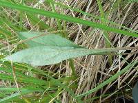 Solidago uliginosa image