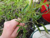 Bidens trichosperma image