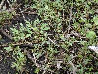 Bidens trichosperma image