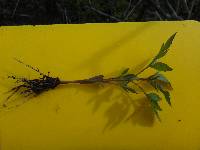 Bidens trichosperma image