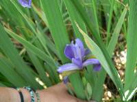 Iris virginica image