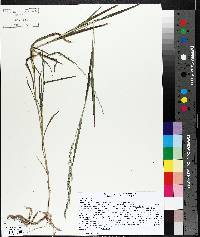 Muhlenbergia mexicana image