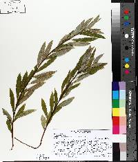 Salix petiolaris image