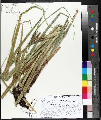 Carex lacustris image