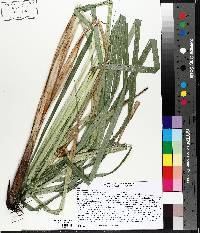 Carex lacustris image