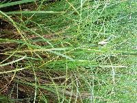 Carex lacustris image