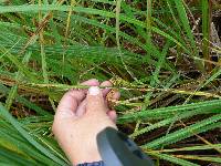 Carex lacustris image