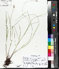 Carex prairea image