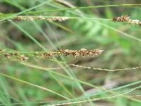 Carex diandra image