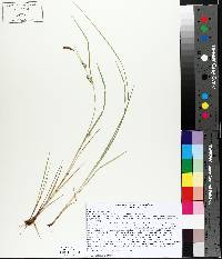 Carex tetanica image