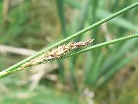 Carex lasiocarpa image