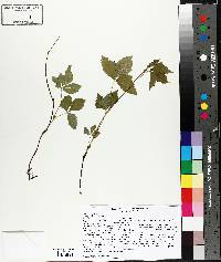 Rubus pubescens image