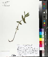 Scutellaria galericulata image