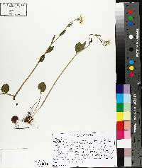 Cardamine bulbosa image