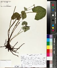 Caltha palustris image