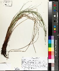 Carex lasiocarpa image