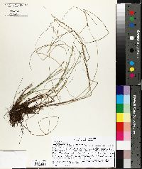 Carex sterilis image