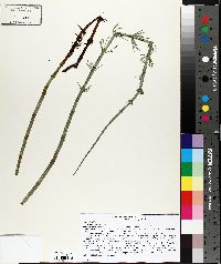 Equisetum fluviatile image