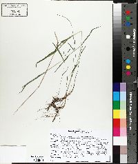 Muhlenbergia glomerata image