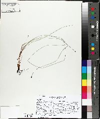 Eleocharis erythropoda image