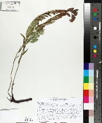 Lithospermum canescens image