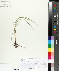 Carex aurea image