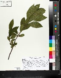 Rhamnus alnifolia image