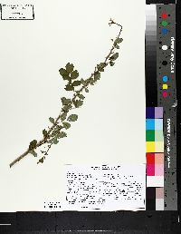 Rosa multiflora image