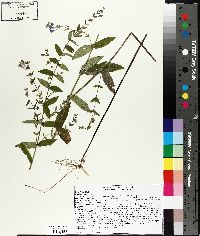 Scutellaria galericulata image