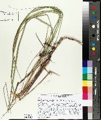 Spartina pectinata image