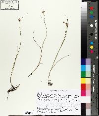 Juncus nodosus image