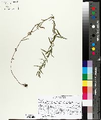 Epilobium leptophyllum image