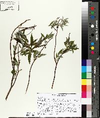 Salix sericea image