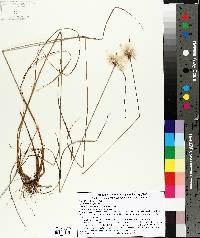 Eriophorum virginicum image