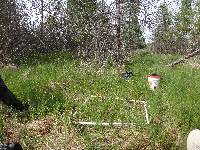 Equisetum fluviatile image