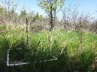 Scutellaria galericulata image