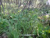 Equisetum fluviatile image