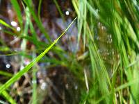 Carex lasiocarpa image