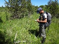 Panicum acuminatum image