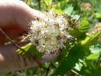 Ribes americanum image