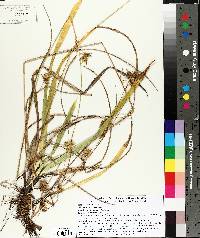 Carex folliculata image