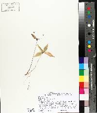 Trientalis borealis image