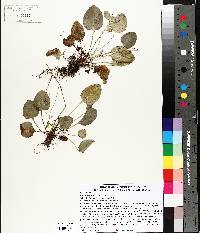 Parnassia glauca image