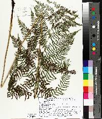 Dryopteris goldieana image