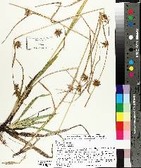 Carex folliculata image