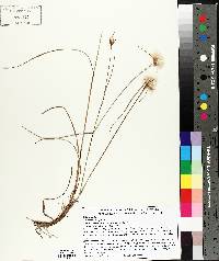 Eriophorum virginicum image